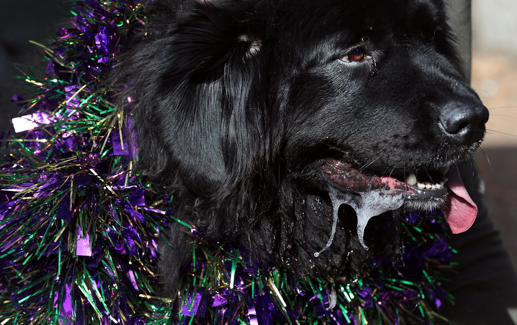 Purina Pet Parade barks through Soulard